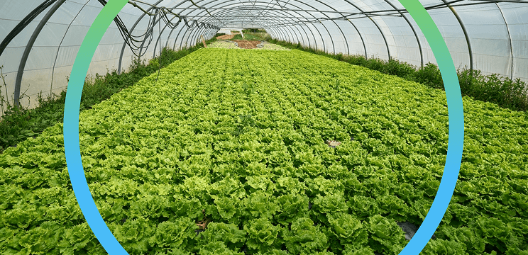 Sustainable Carbon Farming